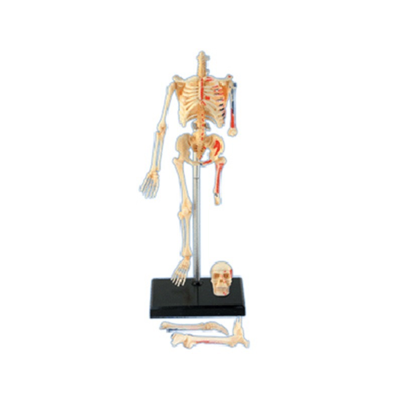 Model anatomiczny ludzkiego sz – Medical Lab Assistant recenzja i cena